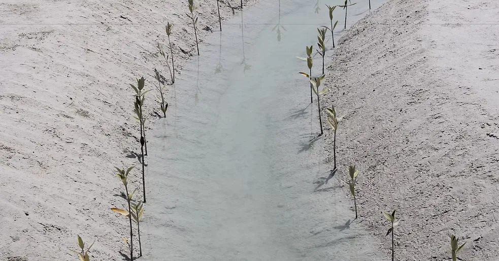 Al-Mughira Reserve-1. (10)