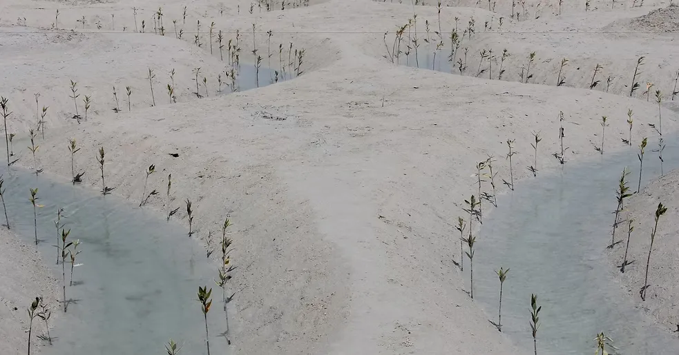 Al-Mughira Reserve-1. (11)