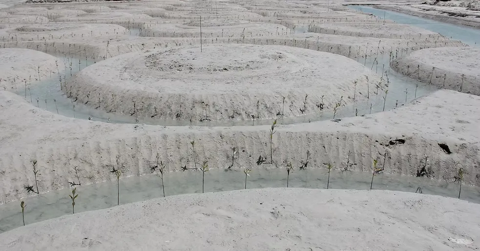 Al-Mughira Reserve-1. (14)