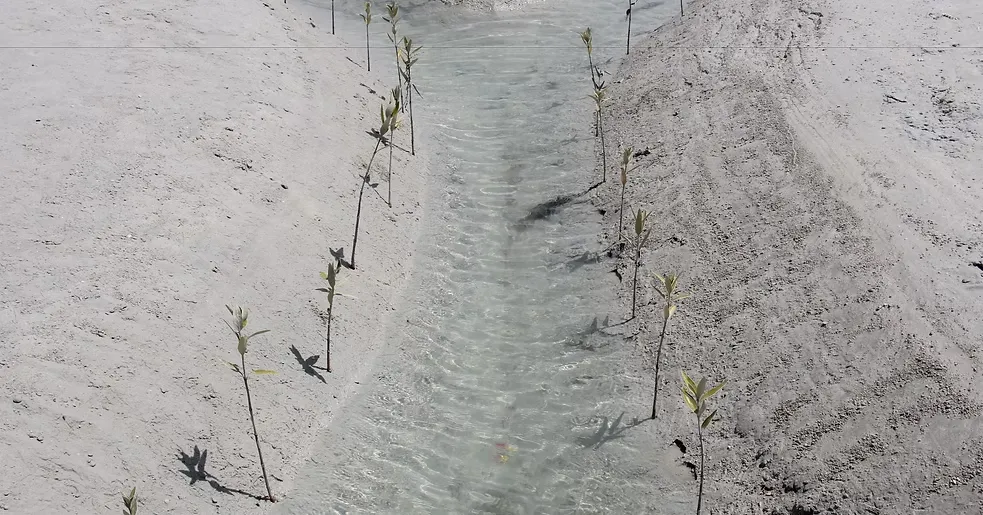 Al-Mughira Reserve-1. (16)