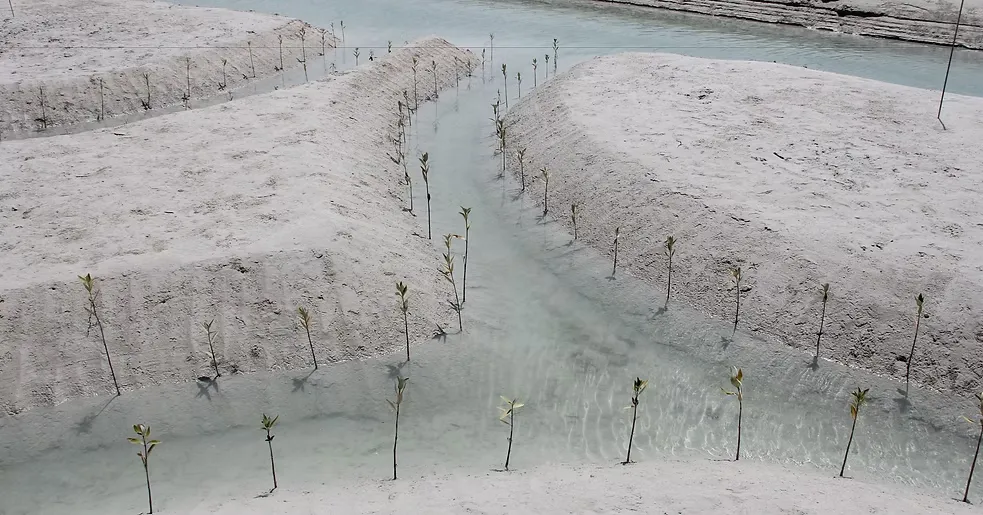 Al-Mughira Reserve-1. (4)