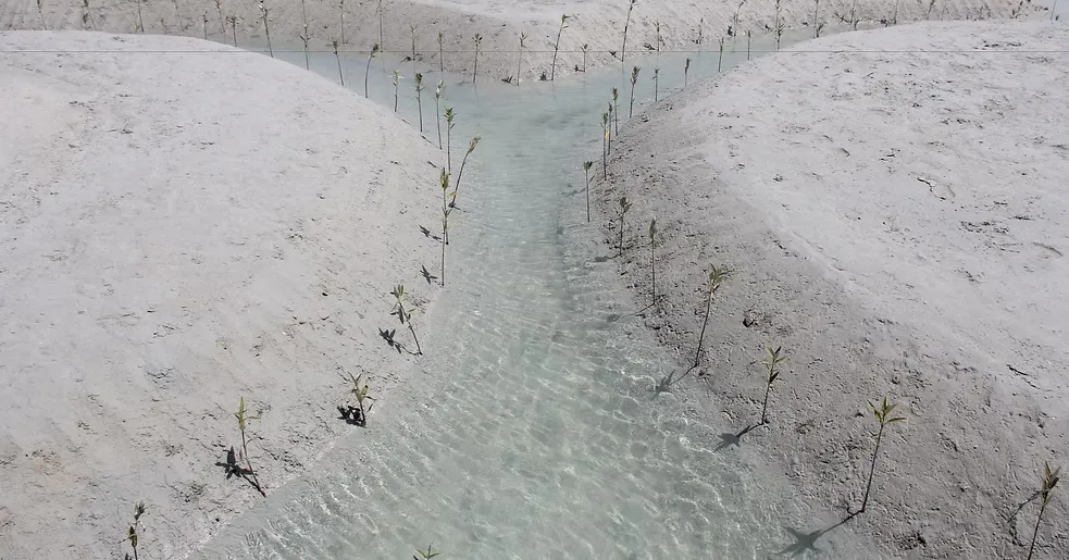 Al-Mughira Reserve-1. (8)