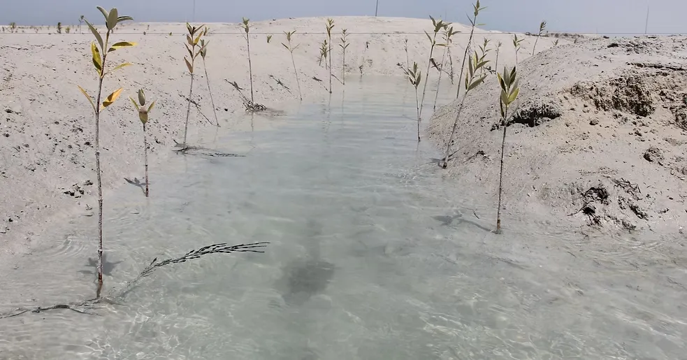 Al-Mughira Reserve-1.