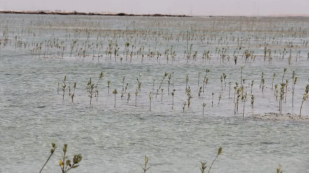 Khasbat Al Reem Island (14)