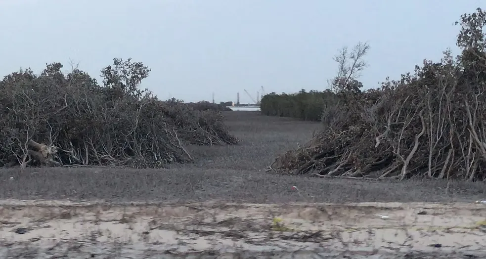 Mangrove Removing (11)