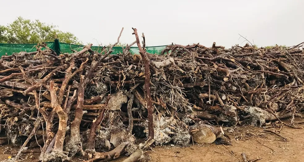 Mangrove Removing (12)