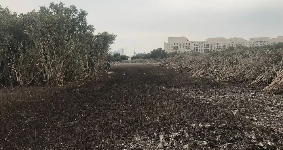 Mangrove Removing (13)