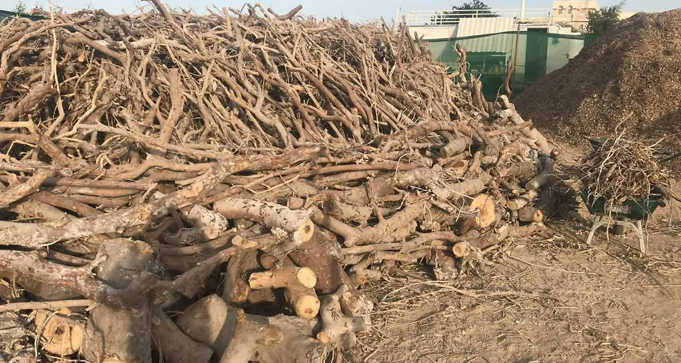 Mangrove Removing (14)