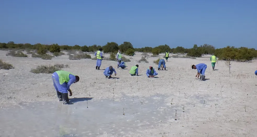 Mangrove Removing (15)