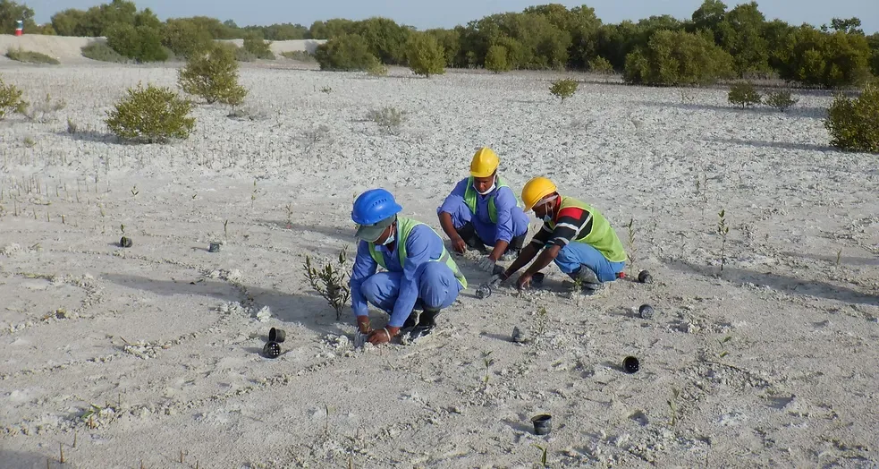 Mangrove Removing (16)