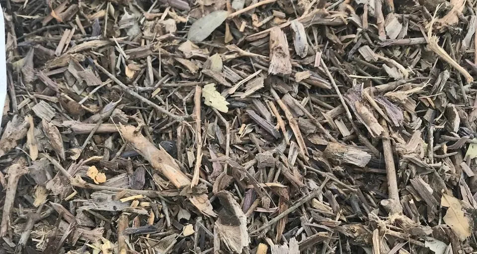 Mangrove Removing (2)