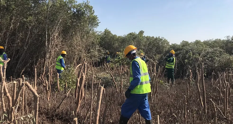 Mangrove Removing (4)
