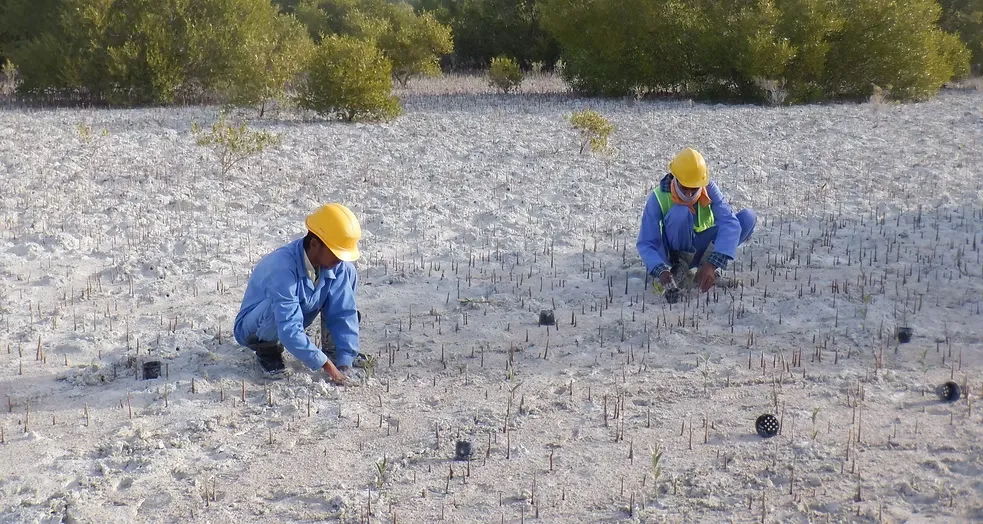 Mangrove Removing (5)