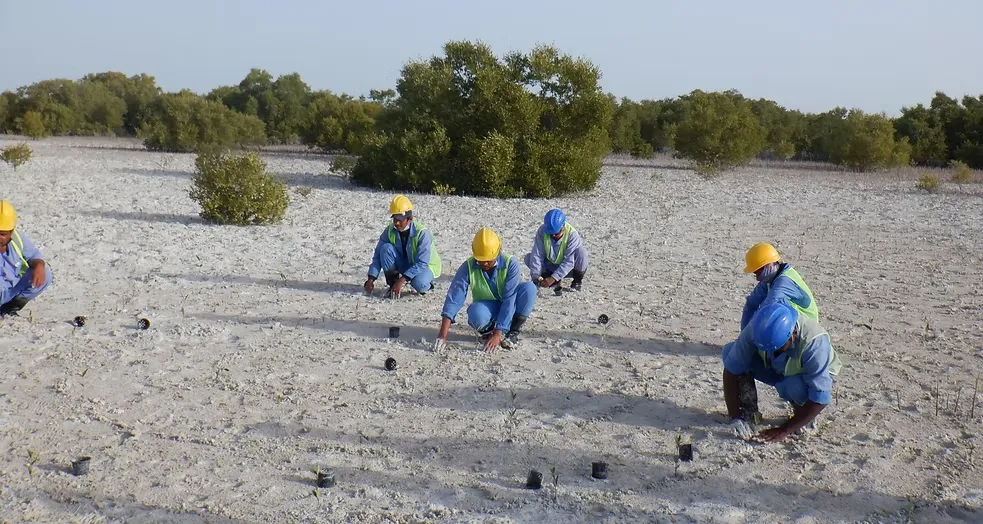 Mangrove Removing (7)