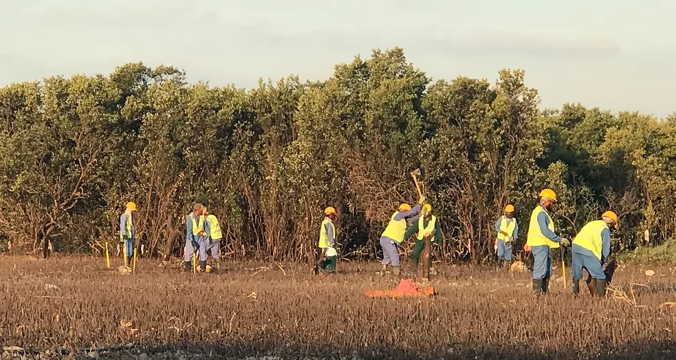 Mangrove Removing (8)