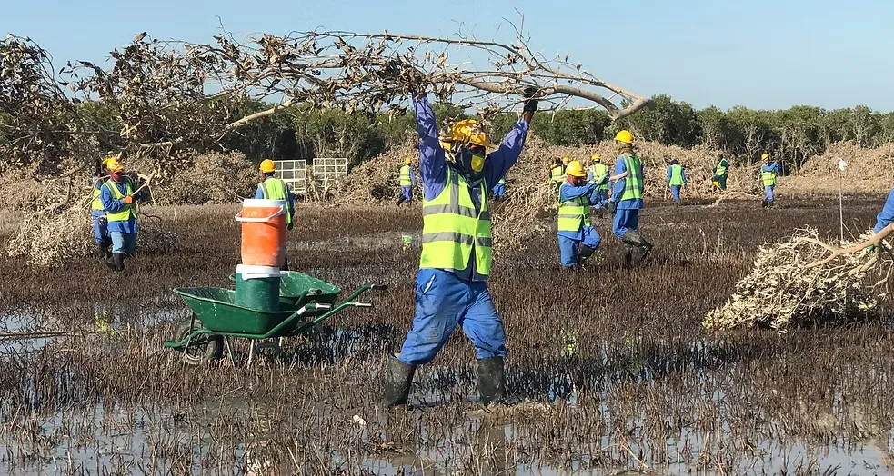 Mangrove Removing (9)