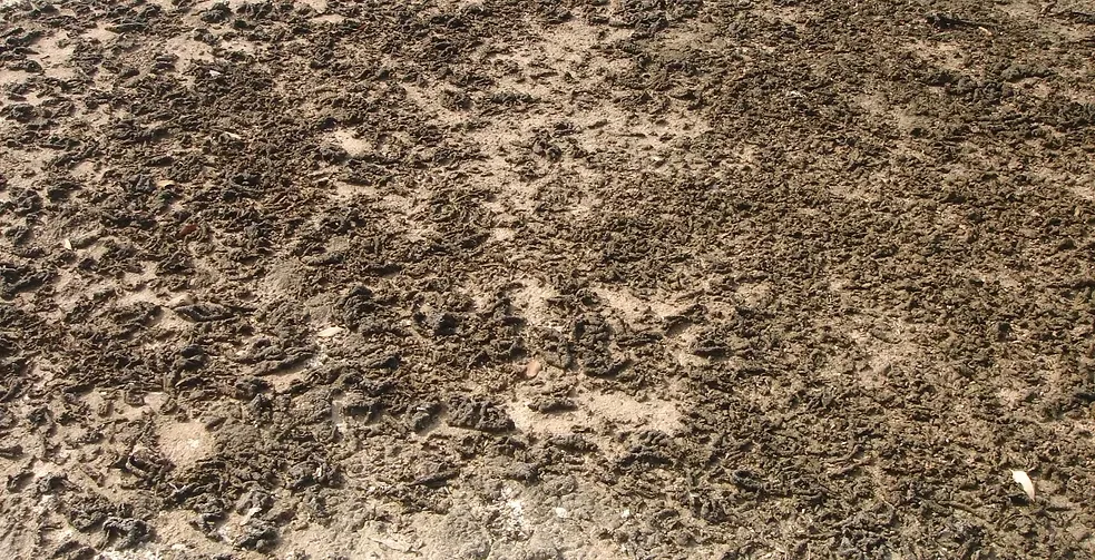 Marawah Marine-1 (12)