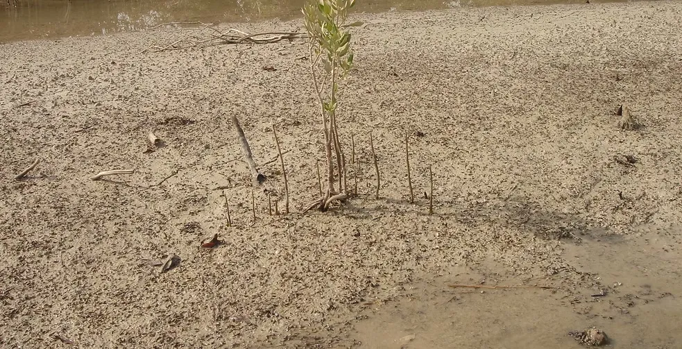 Marawah Marine-1 (15)