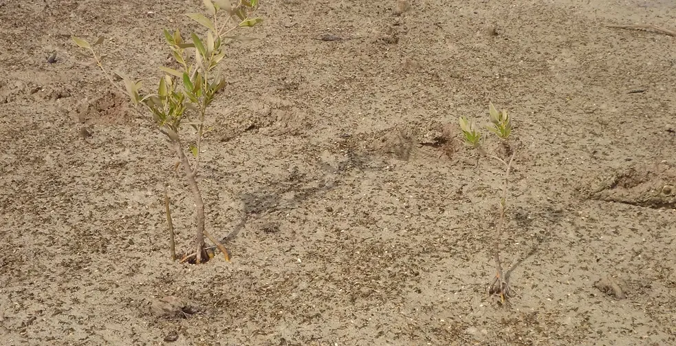 Marawah Marine-1 (17)