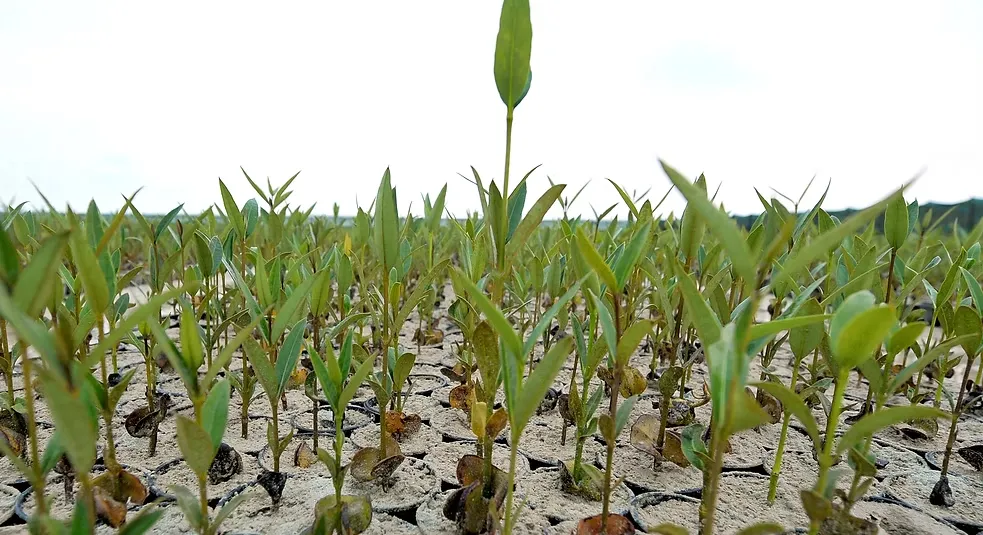 شتلة مانجروف-1