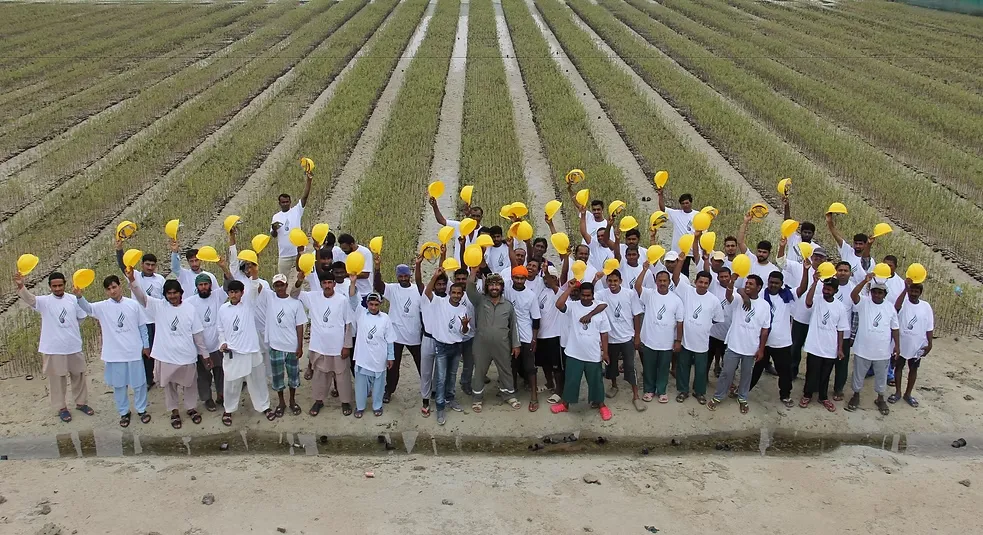 شتلة مانجروف-3