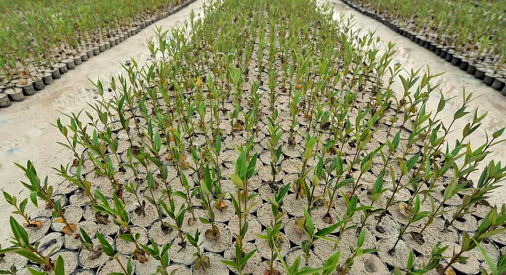 شتلة مانجروف-4