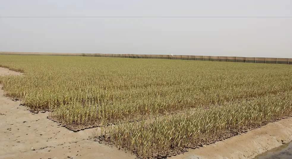 شتلة مانجروف-5