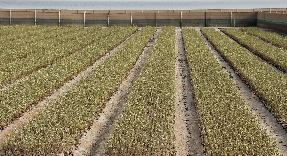 شتلة مانجروف-6