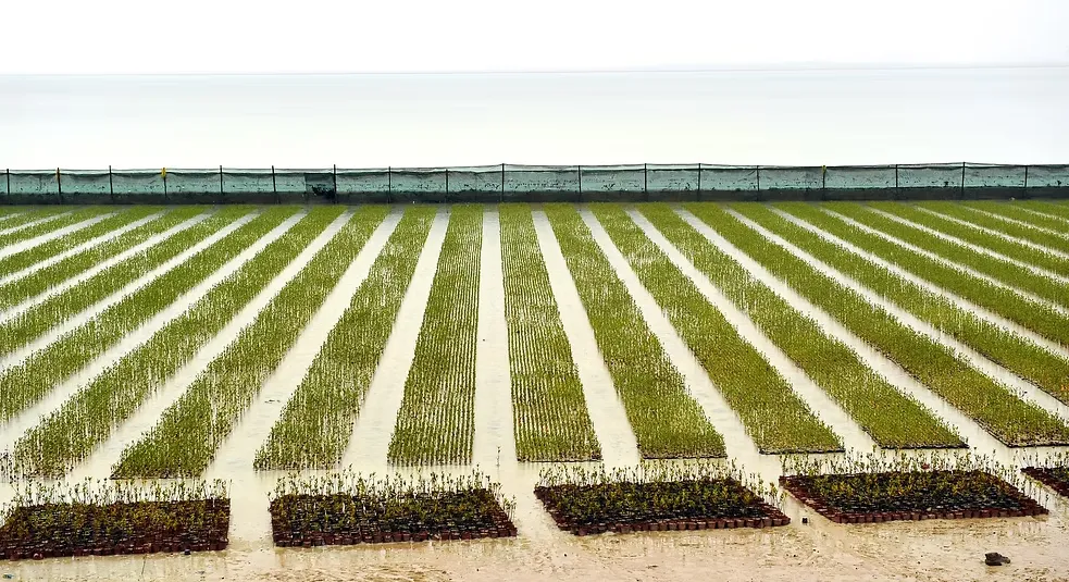 شتلة مانجروف-7