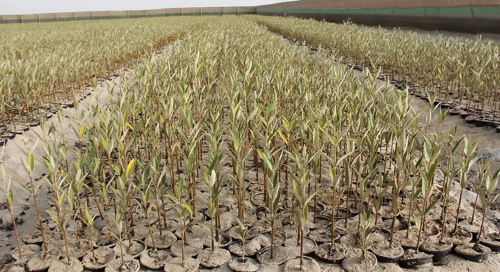 شتلة مانجروف-8